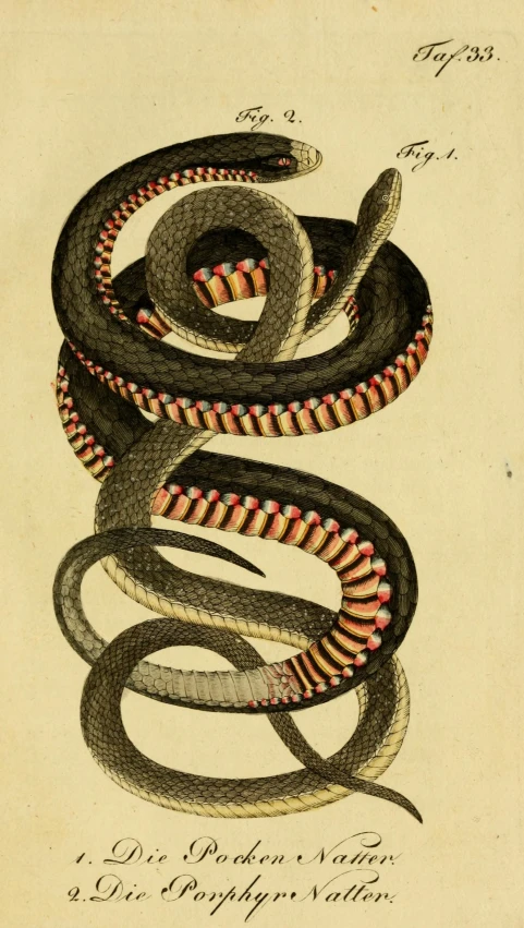 a drawing of a snake that has a long tongue