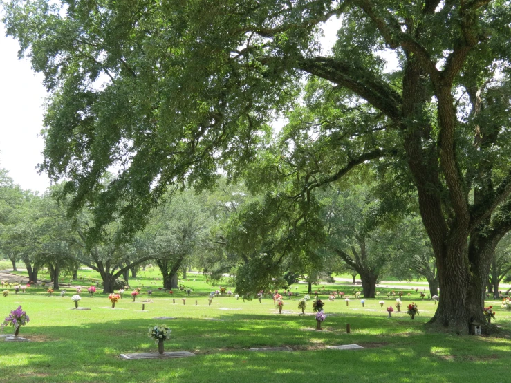 many people stand in an open field under the shade of trees