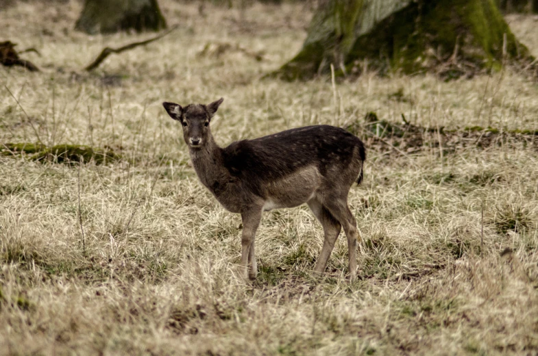 a young deer stands in an old fashioned field