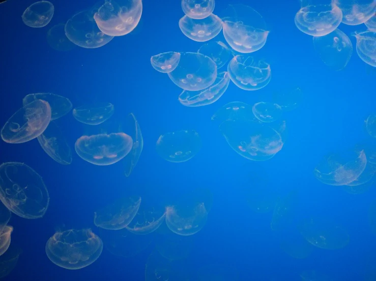 a bunch of jelly fish swimming in blue water