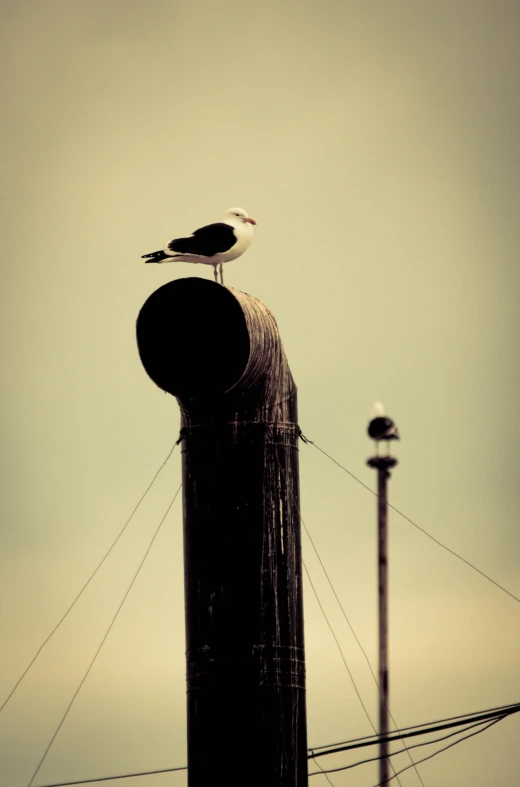 a bird perched on top of a water tower