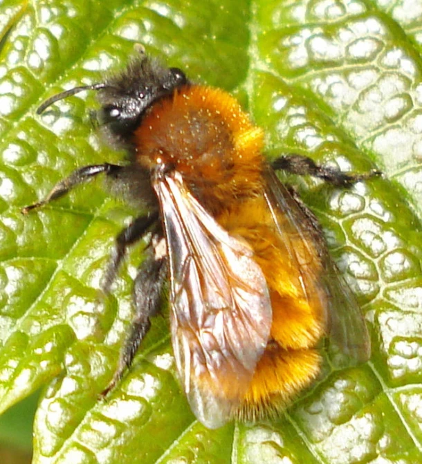 a fly sitting on the surface of a leaf