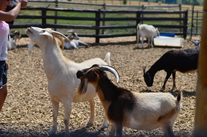 a young child stands near several goats as they stare at each other