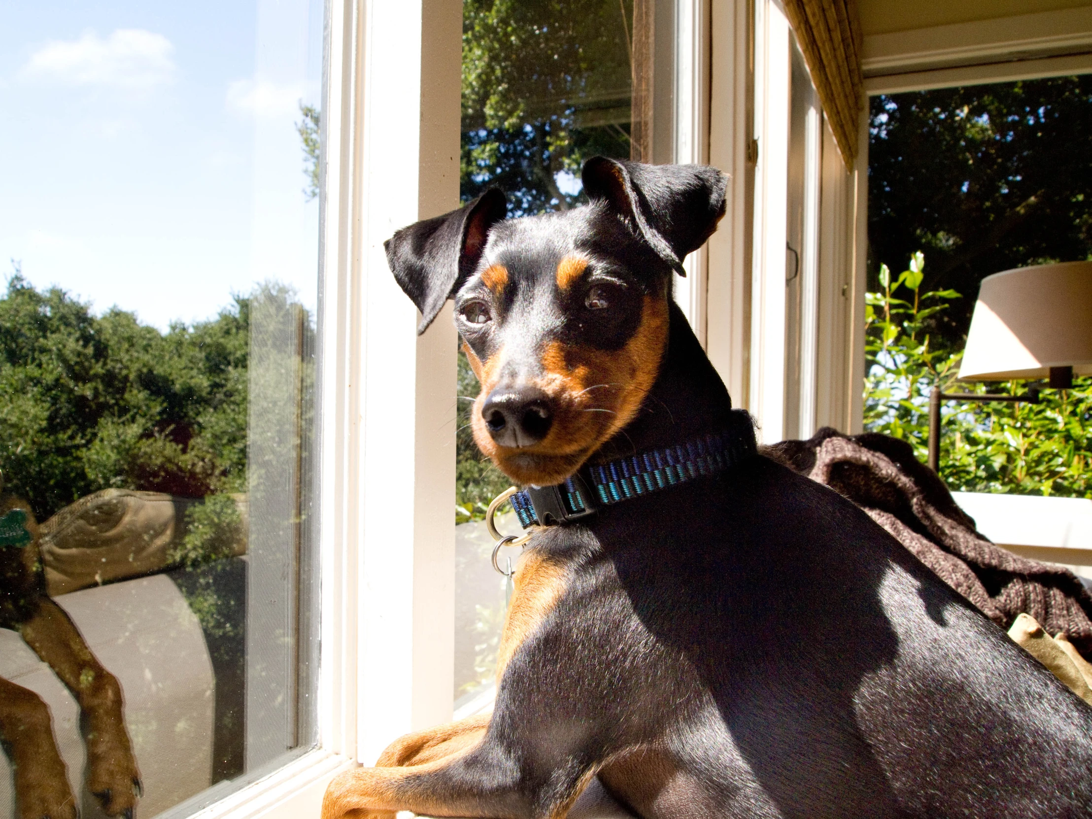 a dog laying down near a window looking outside