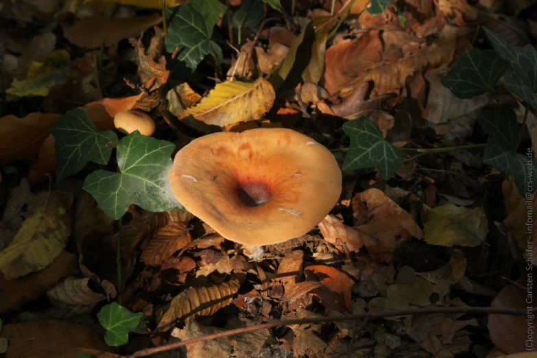 a mushroom is on the ground surrounded by leaves