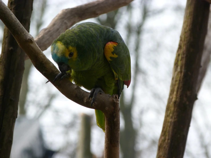 a green bird sitting on a tree nch