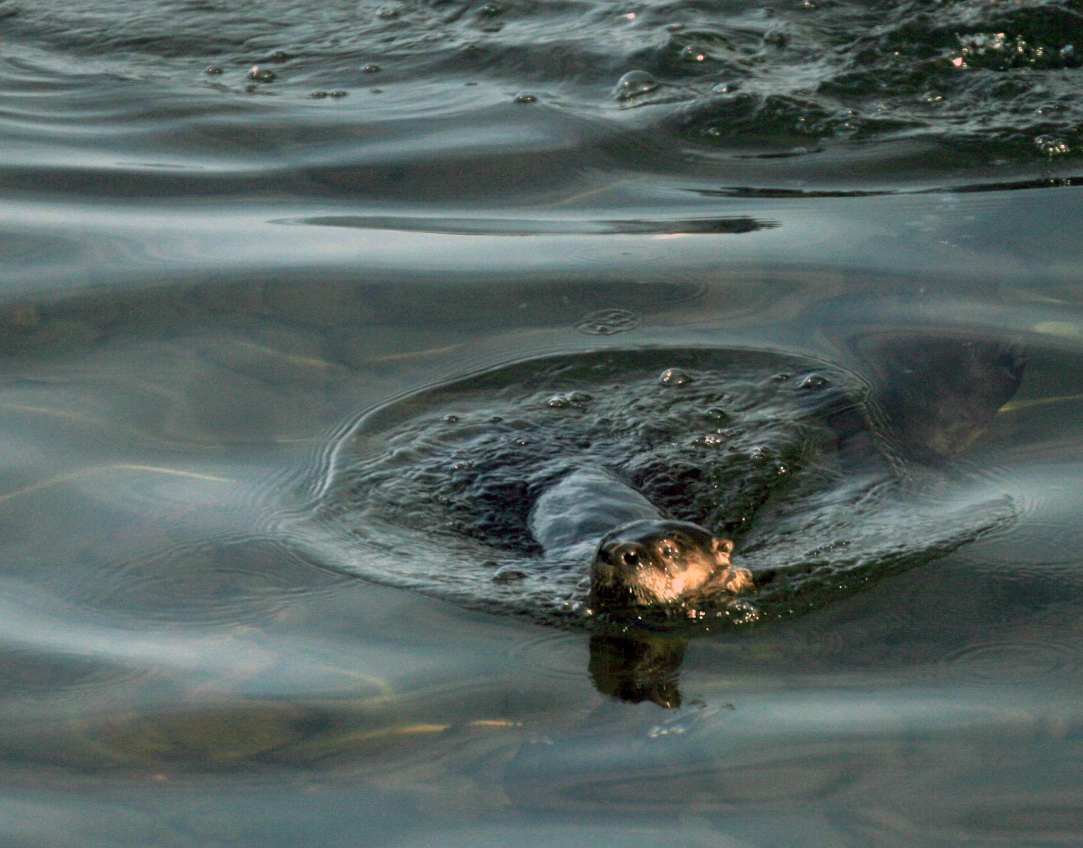 a duck in the water is resting on some rocks