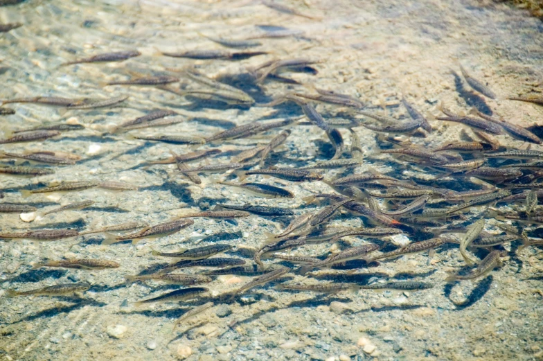 a group of small fish in a sandy area