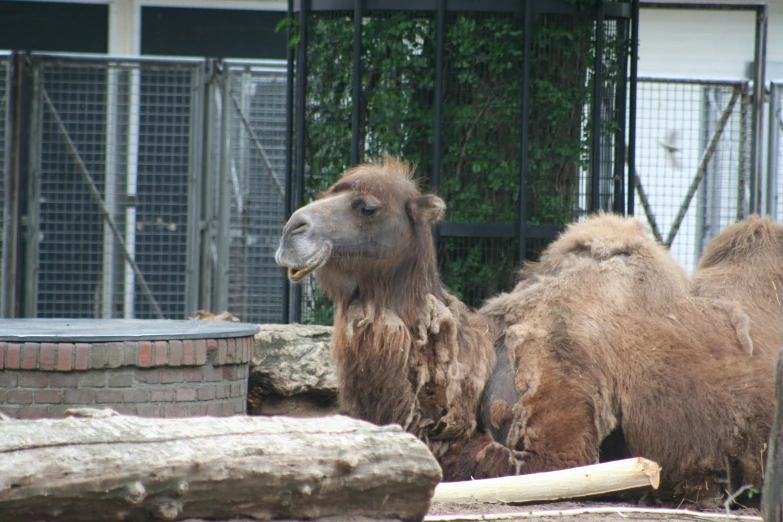 the camels are standing near each other in the zoo