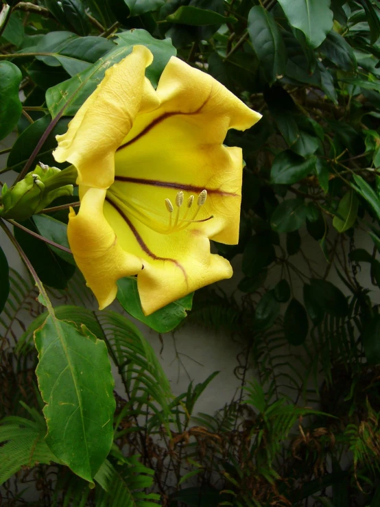 a close up s of a flower blooming near the tree