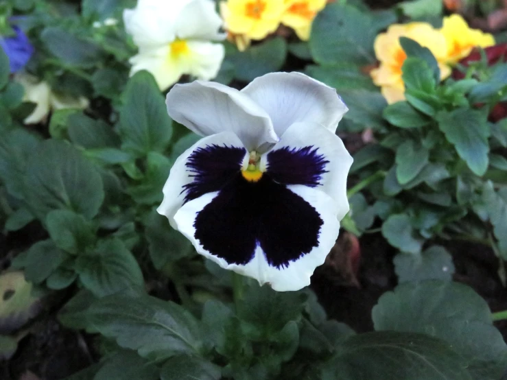 a white and black flower some green leaves and yellow and purple flowers