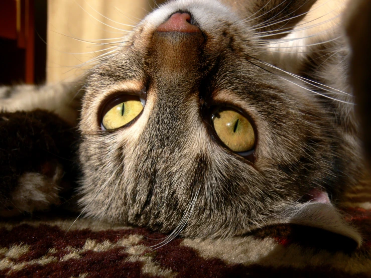 a cat is looking towards the camera, while laying on his back