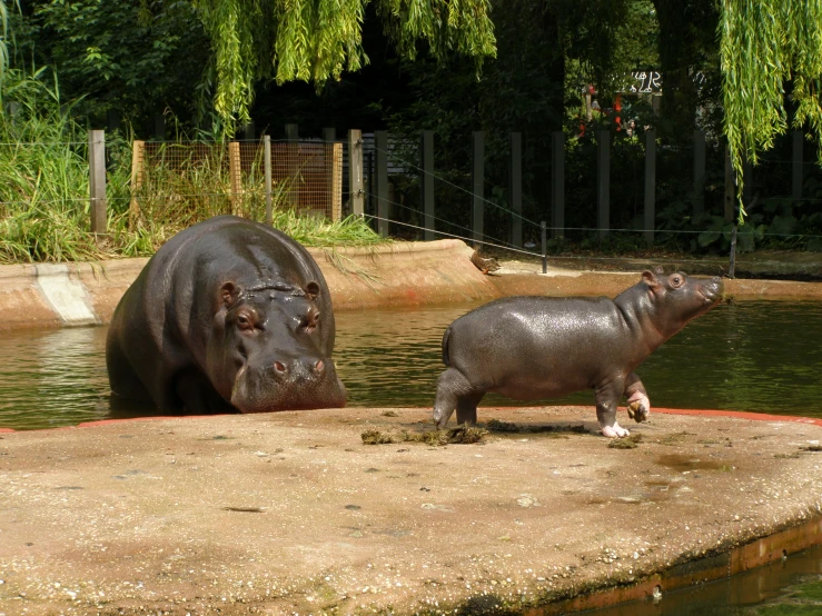 a hippo standing on a cement ledge in the water