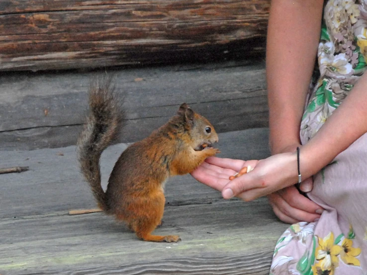 a person is feeding a squirrel from their hands