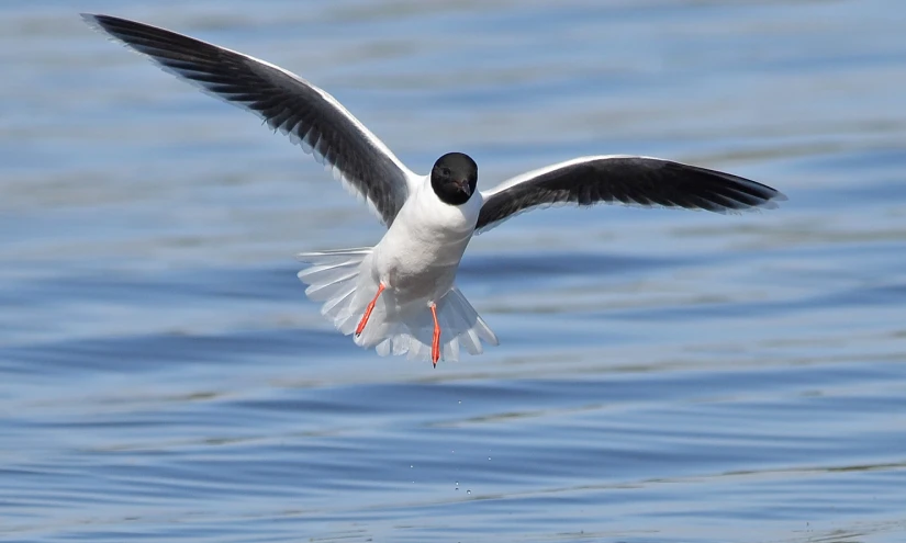 a bird that is flying over water with it's wings extended