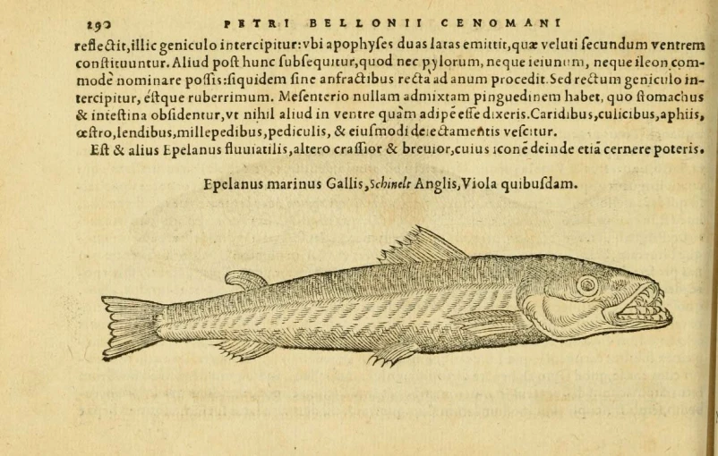an old book with drawings on it shows fish in a body of water