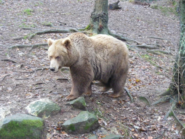 a large bear standing in the dirt near a tree