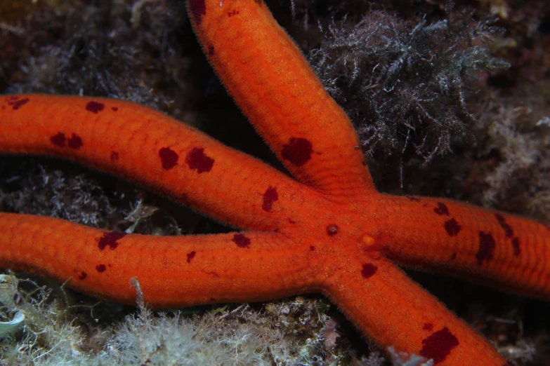 a bright orange sea animal that is under water