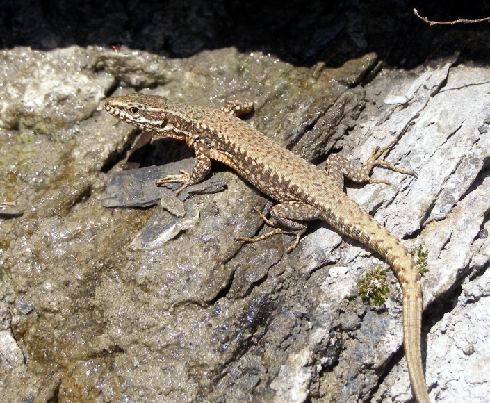 a lizard that is sitting on some rocks