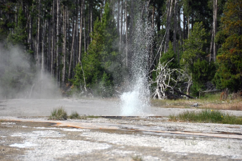 a water spray cannon hitting a forest area