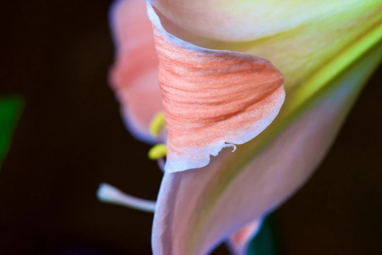 a closeup s of the inside of an orange flower