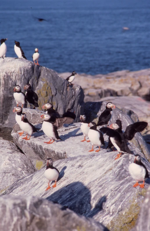 several black and white birds on rocks by the ocean