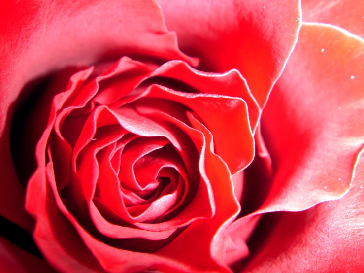 the center of a rose looks like it is open