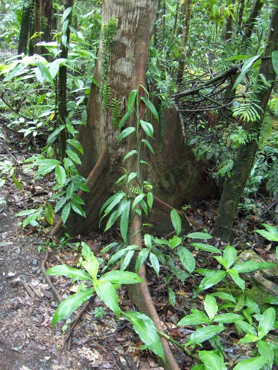 green foliage and large rocks with a trail winding through them