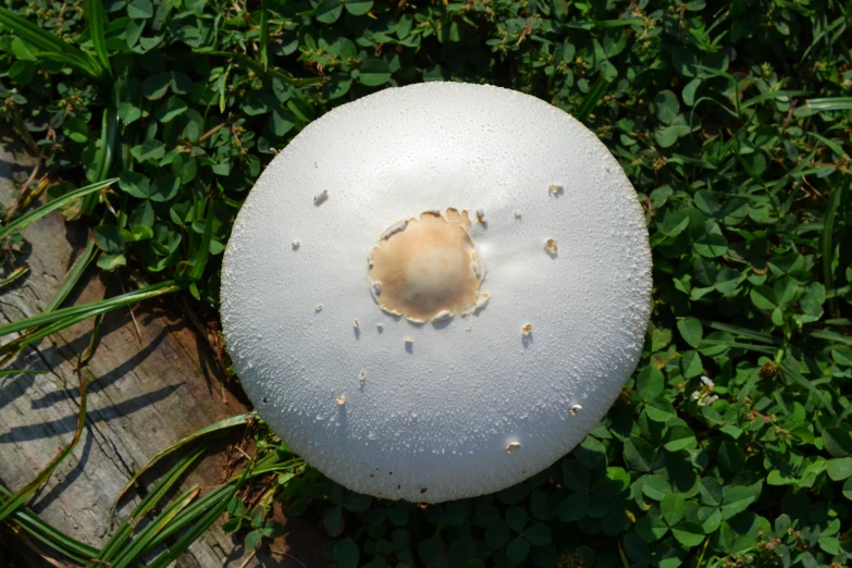 an image of white mushroom laying on the ground