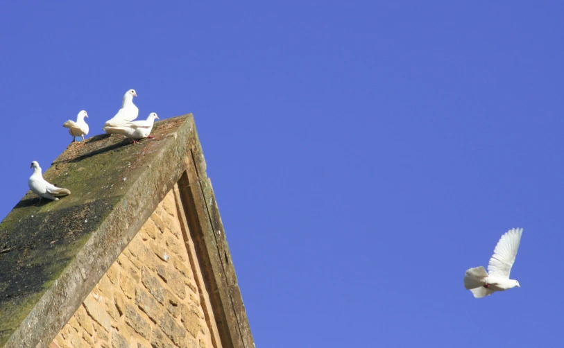 pigeons flying over a brick roof top