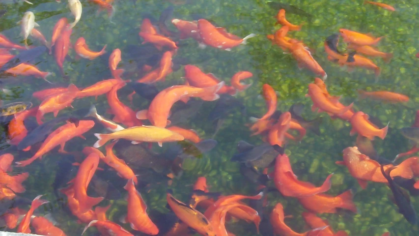 many fish swim and look at each other in the water