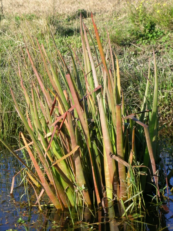 tall grass in the water and green vegetation