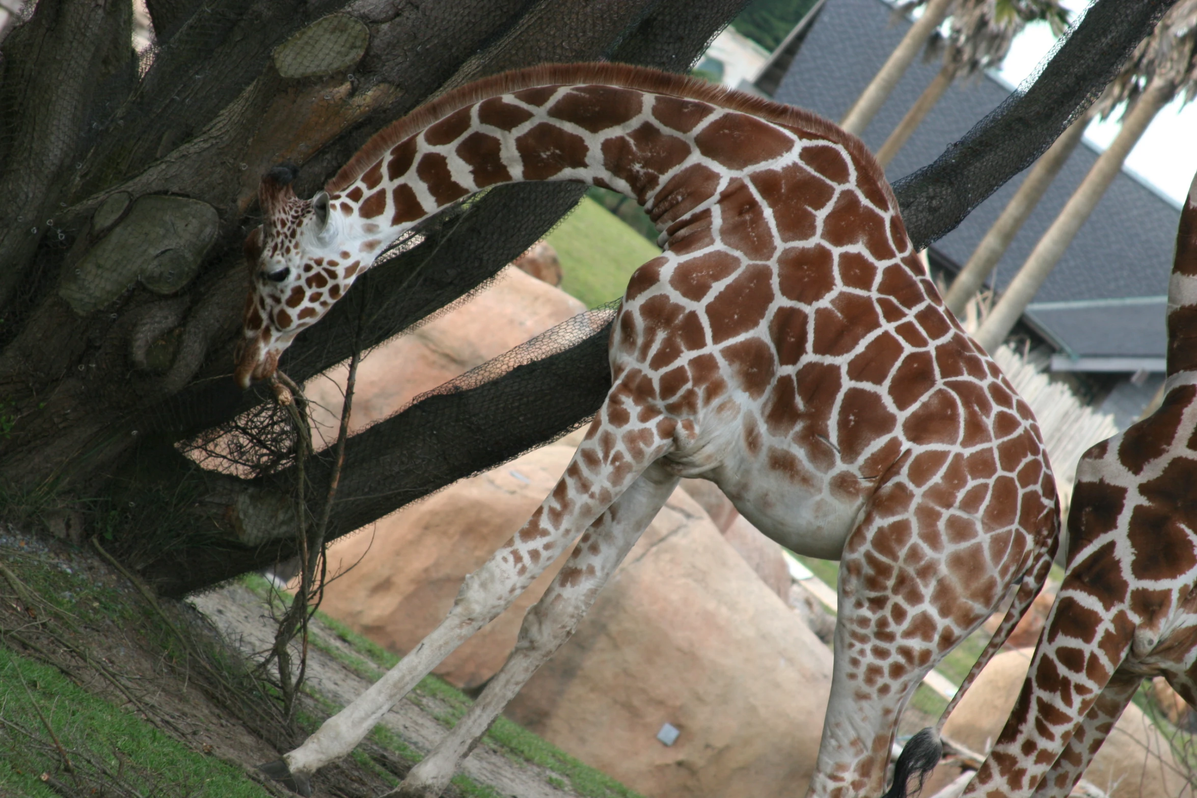 two giraffes eat leaves out of the tree