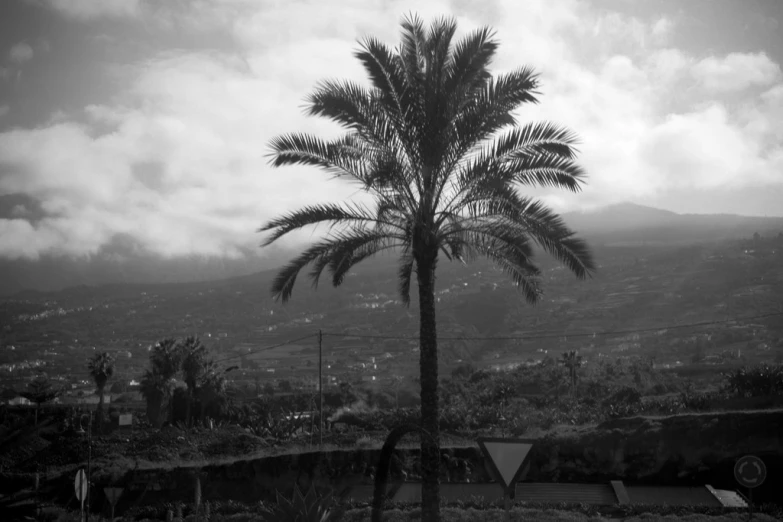 palm tree and mountains in black and white