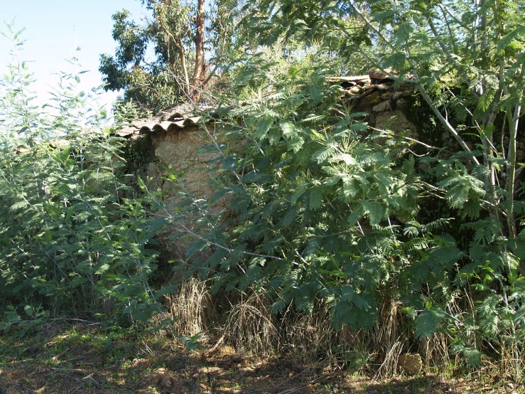 a bush with green leaves growing over a house