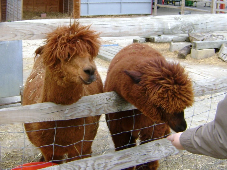 two small brown horses inside of an enclosure