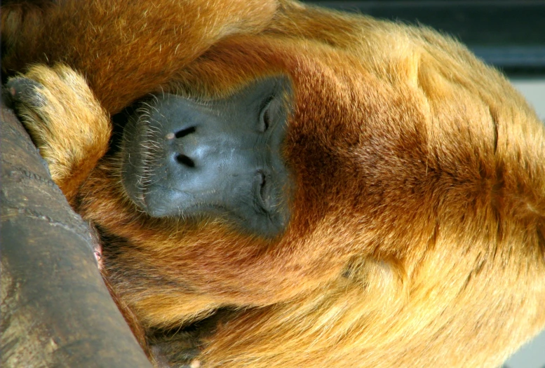 a big, brown animal sitting down looking sad