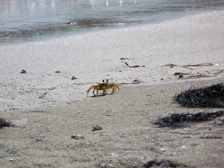 a small crab walking along the shore line