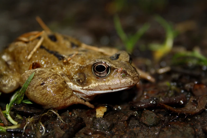 a brown frog with black stripes looking at the camera