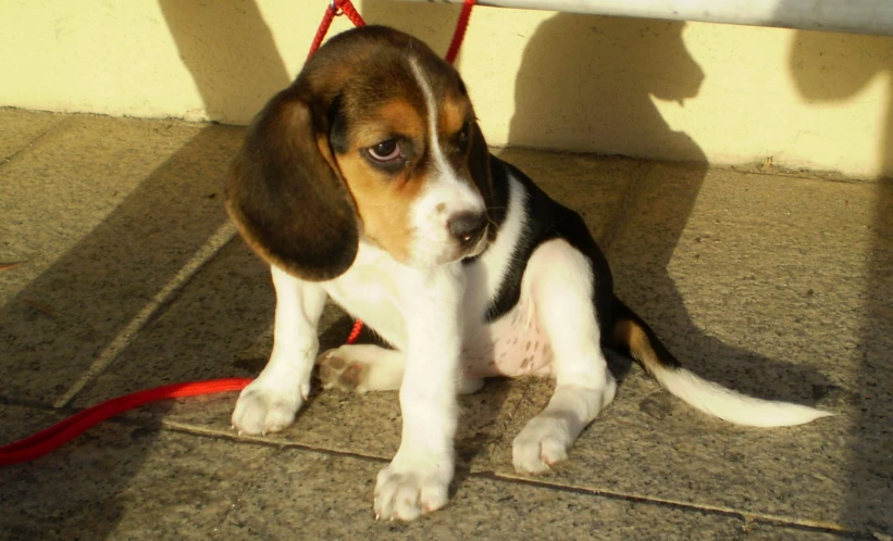 a small dog on a red leash by some concrete