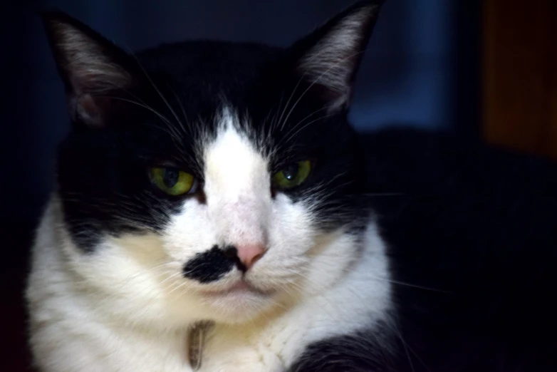 a black and white cat with green eyes sitting
