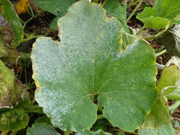 some leaf shaped green leaves with brown spots