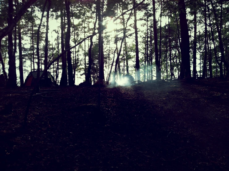 trees with sunlight shining through the foliage on a dark evening