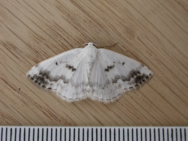 the white and black moth is lying down on a wood surface