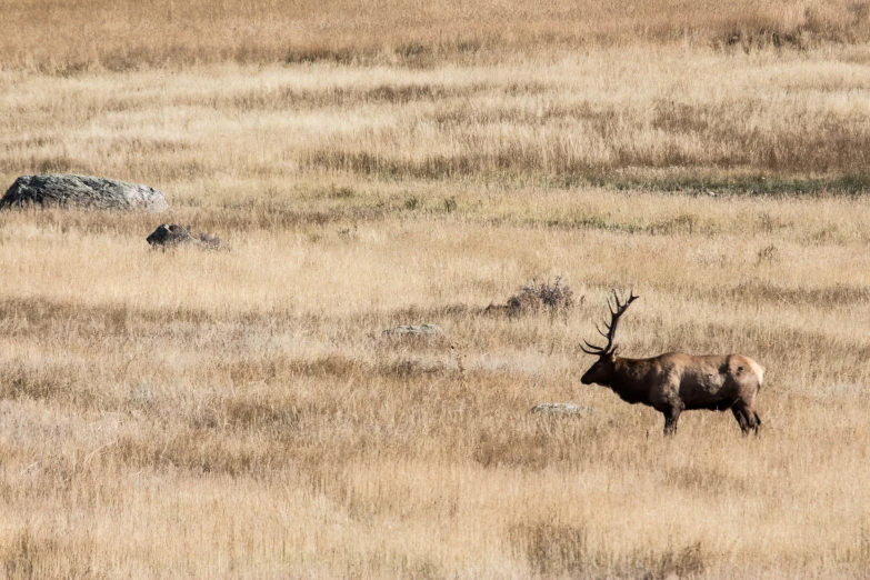 a brown elk standing in a dried out field