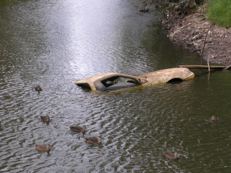 a car submerged in water surrounded by ducks
