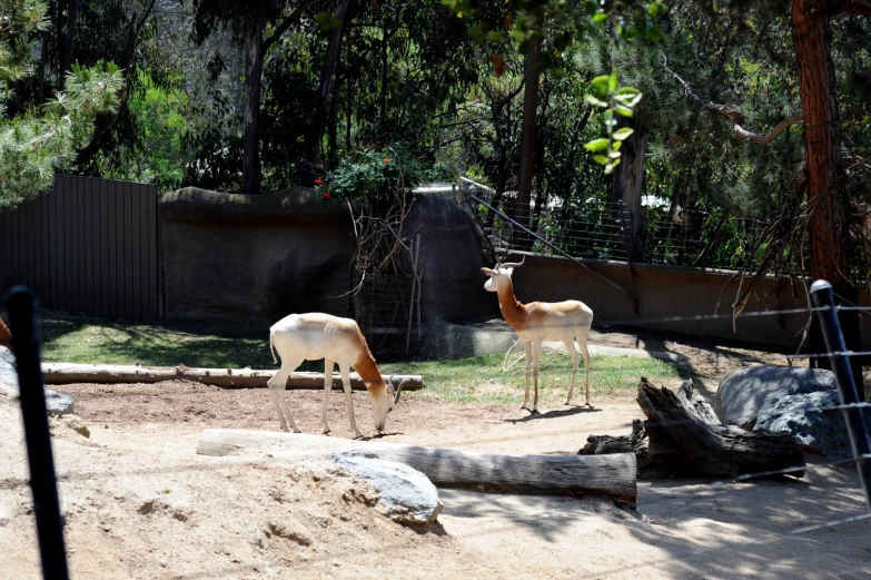 two goats are in an enclosed area near some trees