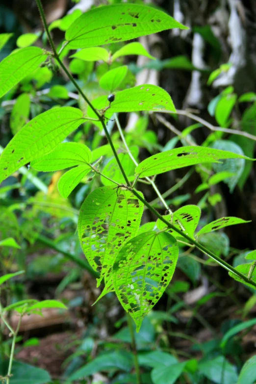 the plants are lush green in the forest