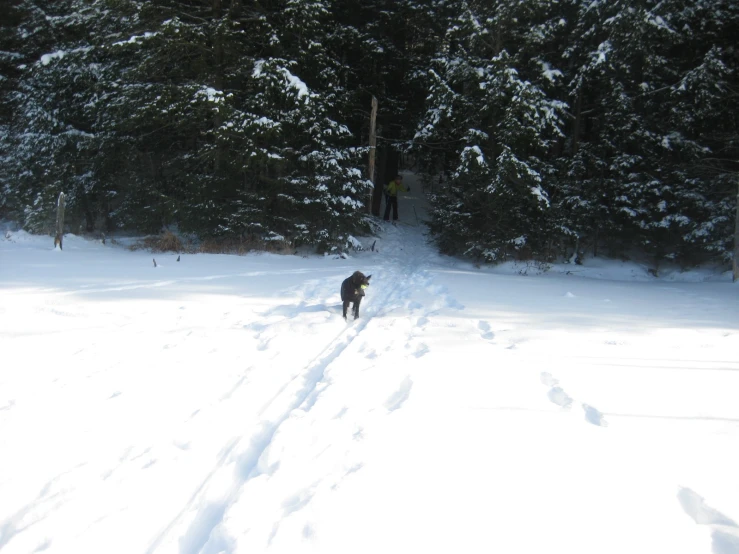 a dog is going through the snow with his leash in hand