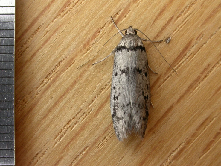 a close up of a small moth on top of a wooden surface